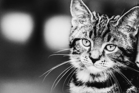 grayscale photography of tabby cat photo