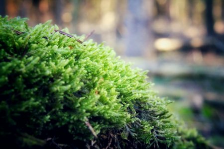 Fall, Wood, Green photo