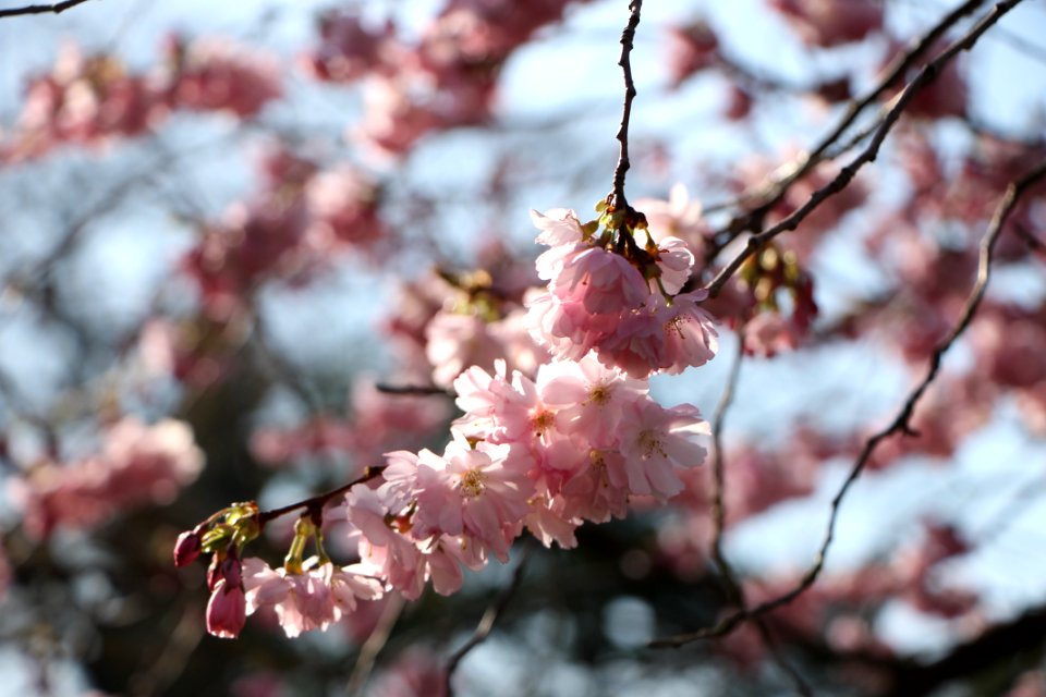 Flower, Spring, Blossom