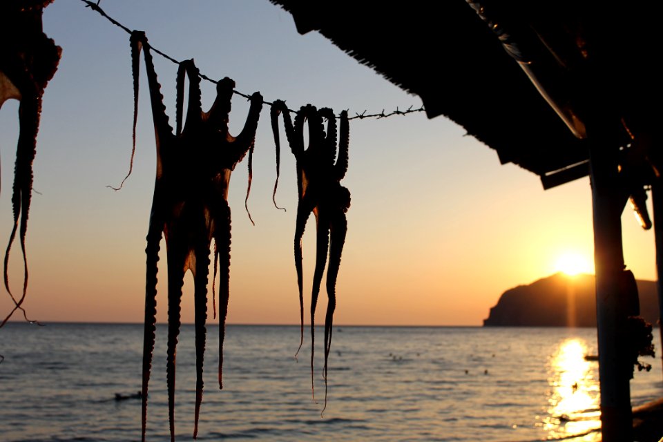Isl, Octapus, Summer