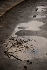 Rain, Tree photo