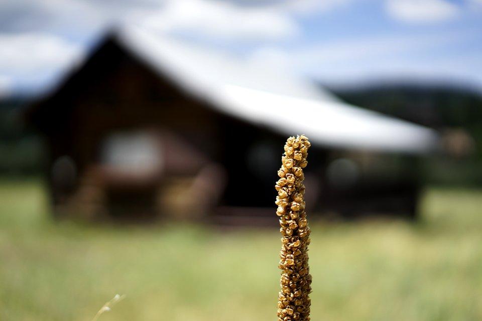 Arizona, Cabin, Greer