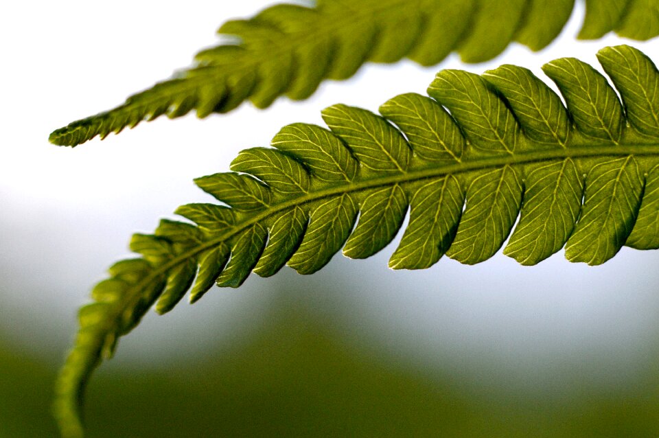 Nature garden foliage