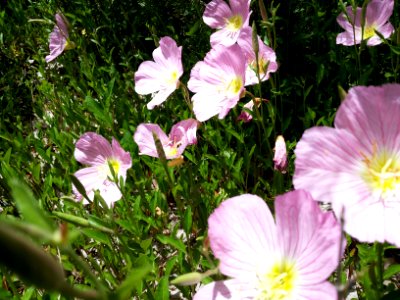 Tehran, Iran, Plants