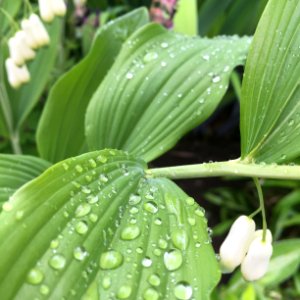 Coupar angus, United kingdom, Rain photo