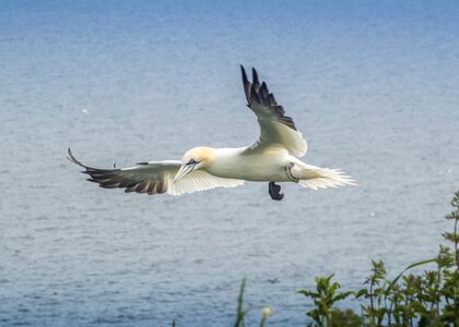 Beak sea nature