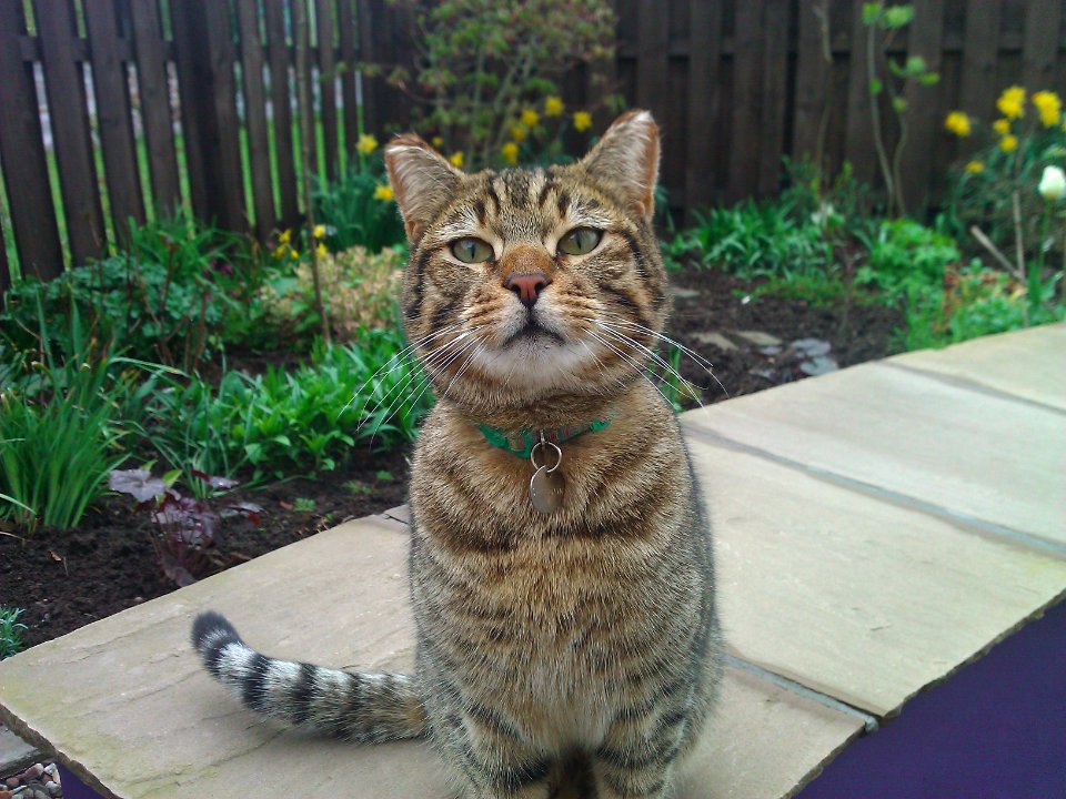 Coupar angus, United kingdom, Kitten