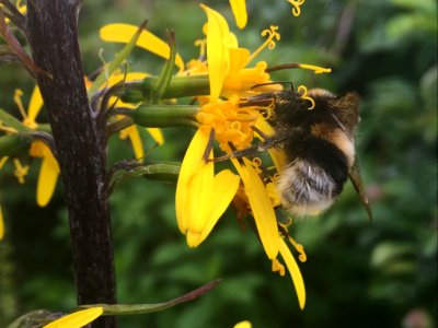 Garden, Yellow, Flower