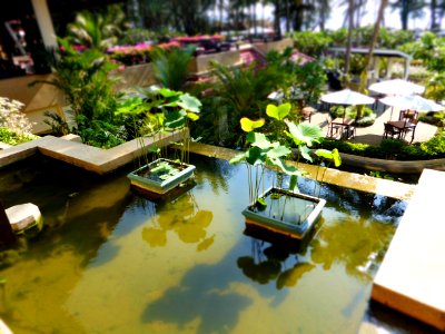 Phuket, Thail, Pond