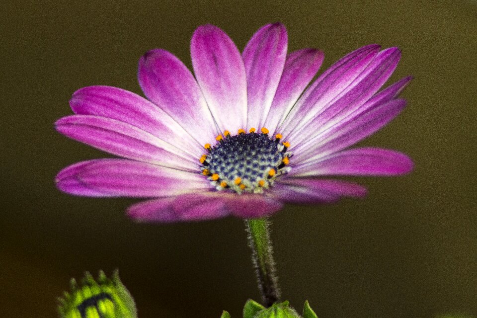 African daisy plant nature