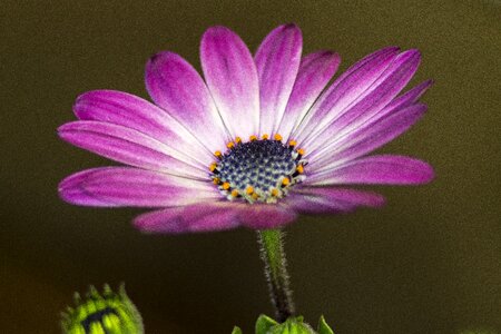 African daisy plant nature photo