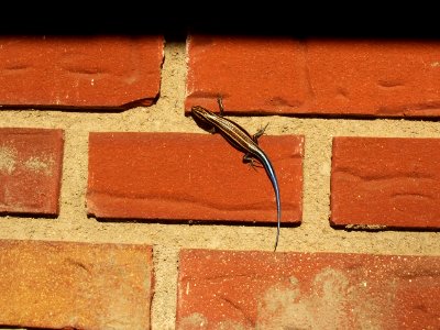 Columbus, Usa, Bricks