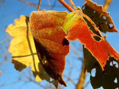 Columbus, Usa, Leaves
