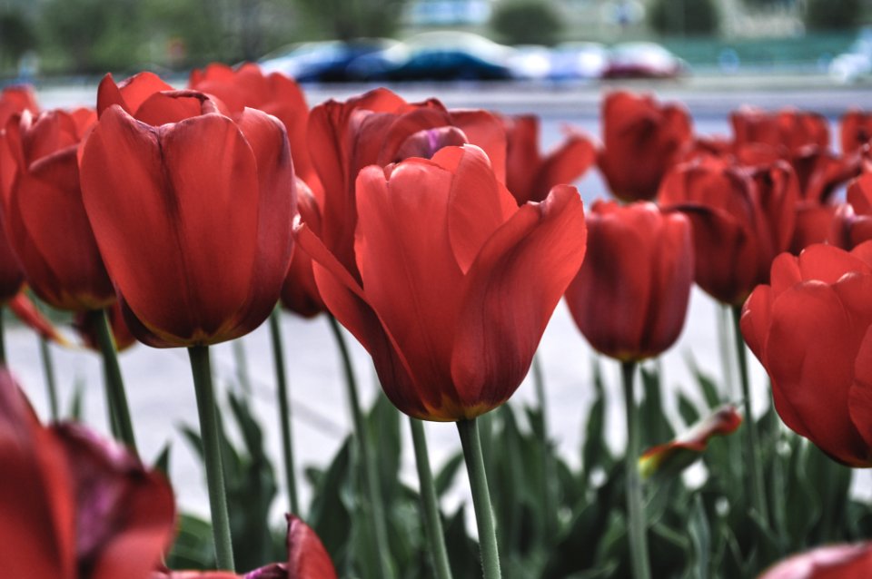 Cookeville, United states, Flowers