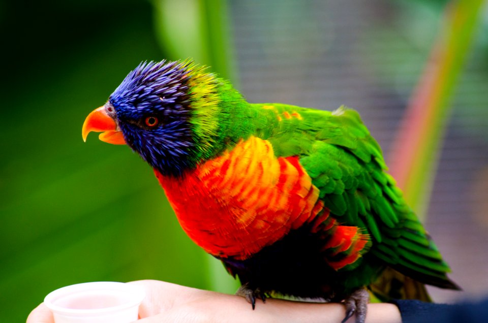 Escondido, United states, San diego