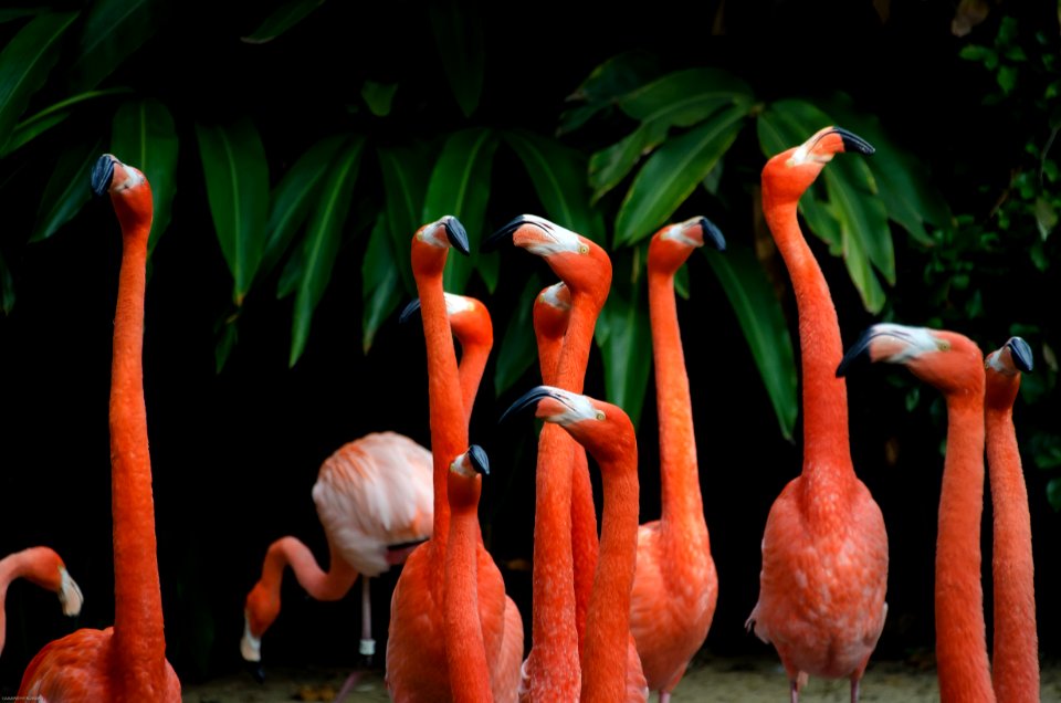 flock of flamingos