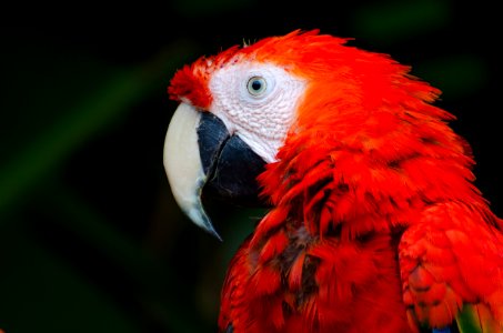 scarlet macaw parrot photo