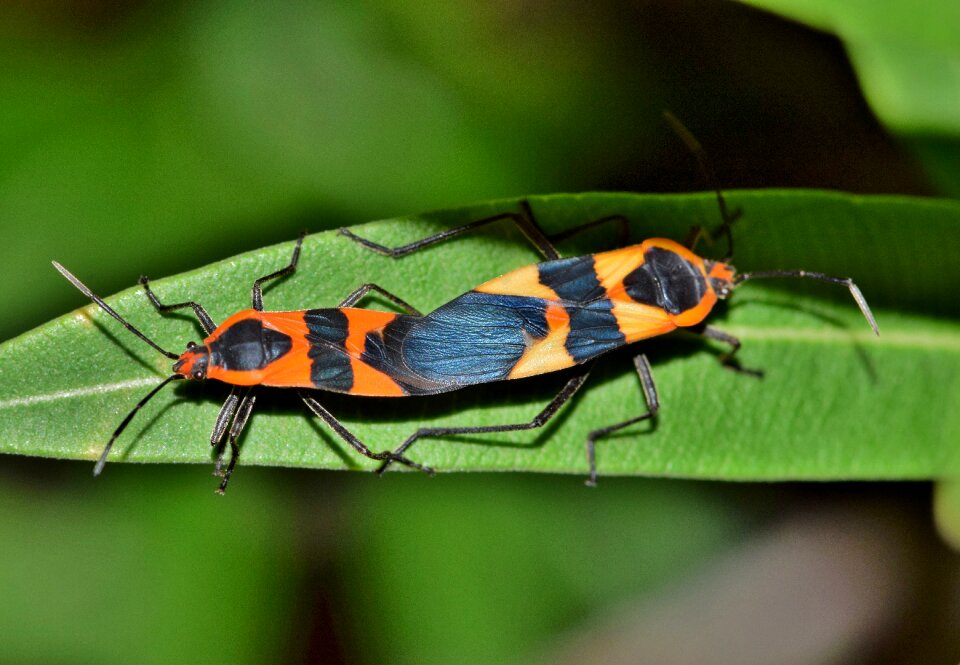 Black and orange winged insect flying insect