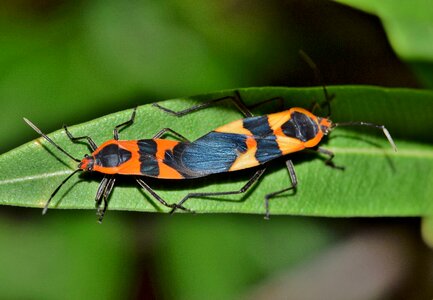 Black and orange winged insect flying insect
