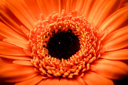 shallow focus photography of orange petal flowers photo