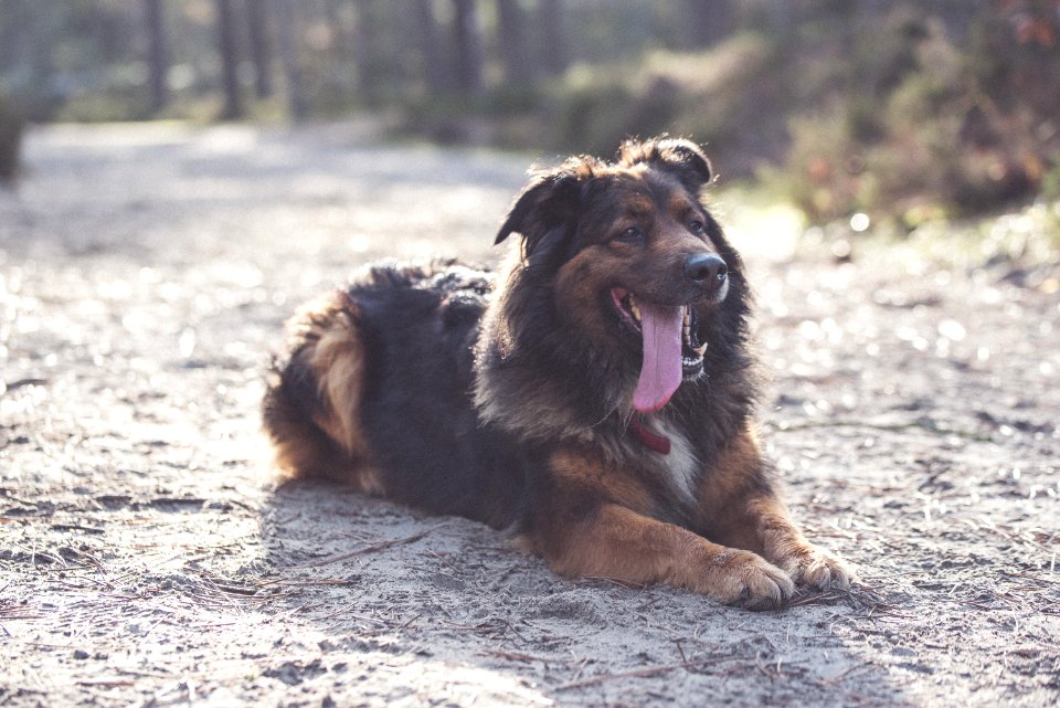 Forest, Animal, Walk photo