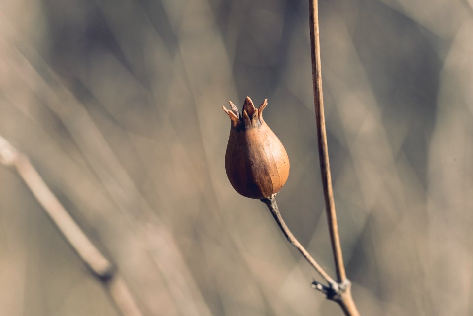 Macro, Forest, Tree