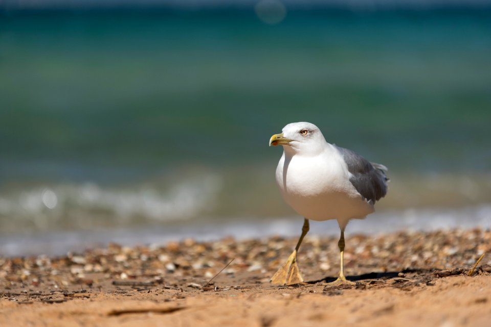 France, Hyres, Gull