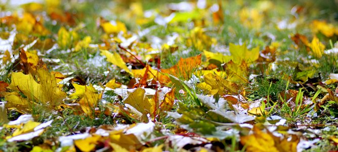 Yellow leaves gold lawn