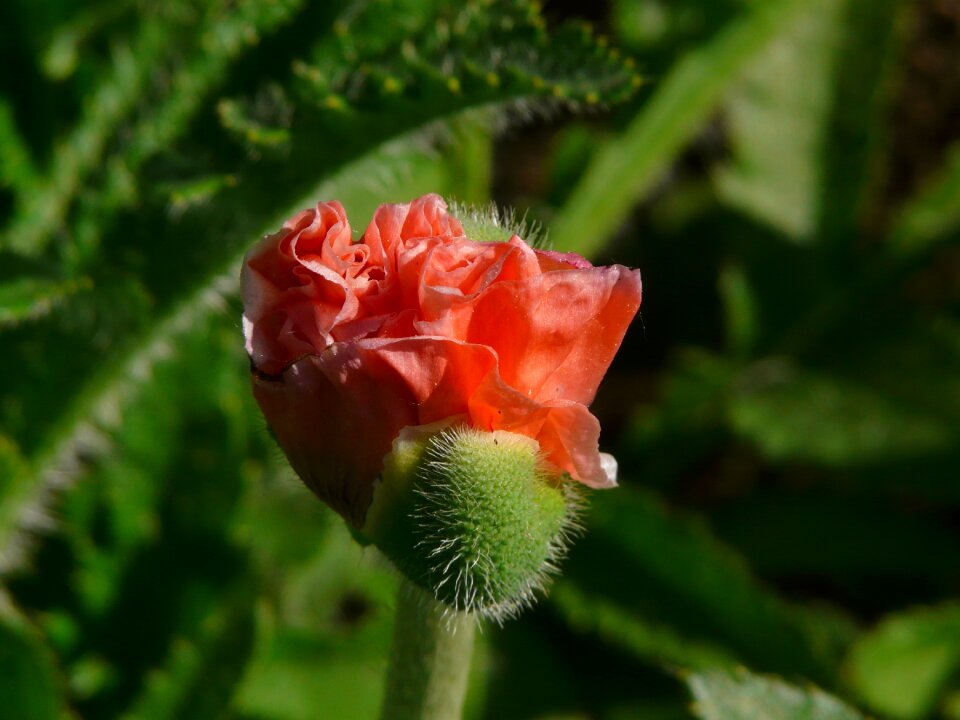 Red nature red poppy