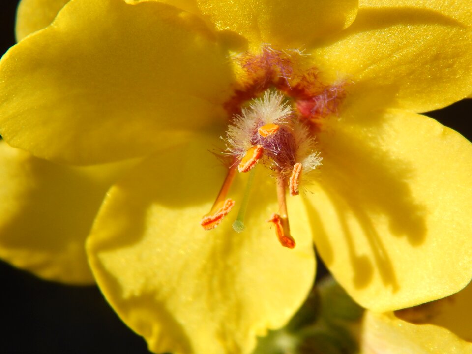 Yellow yellow flower macro