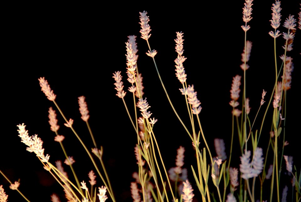 Contrast, Lavender, Flowers
