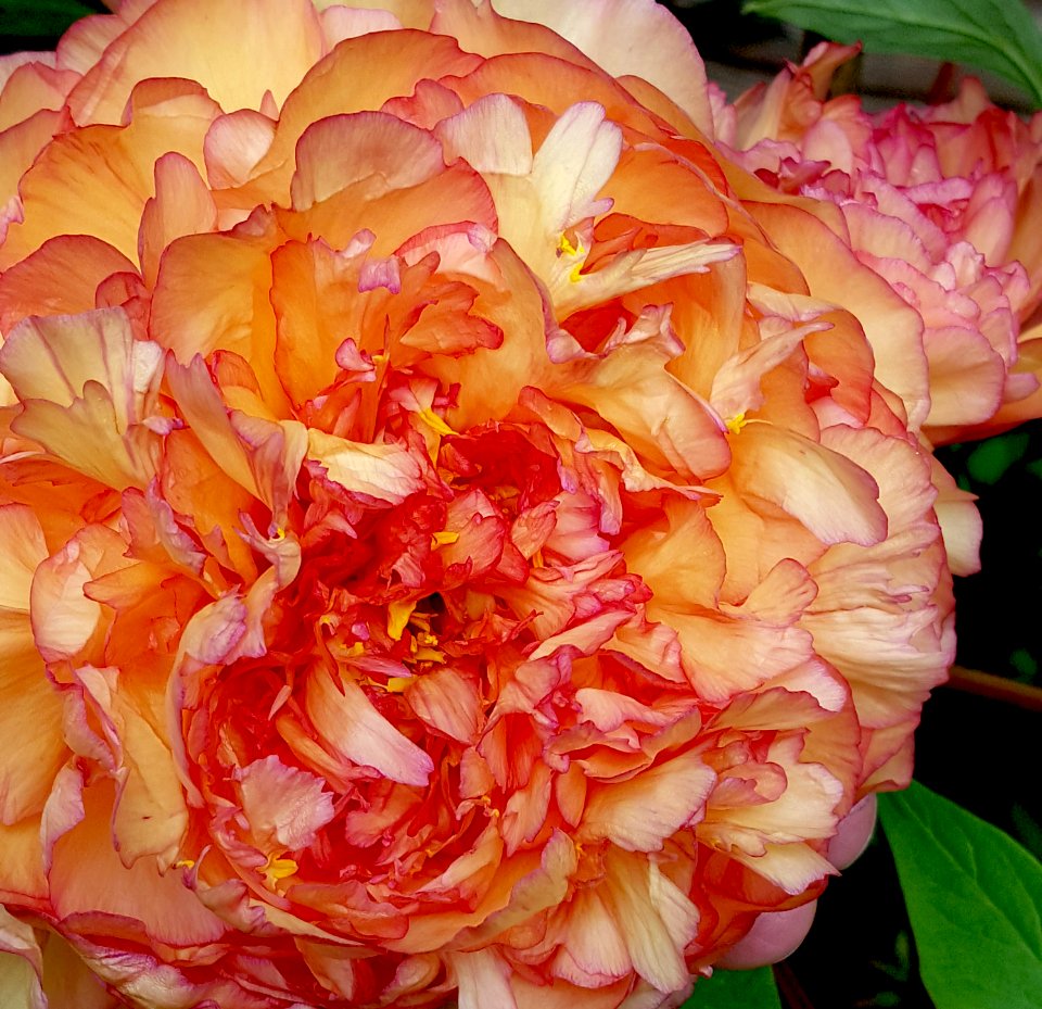 Flower, Pink, Orange