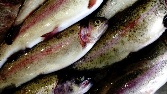 Food, Fresh fish, Fish shop