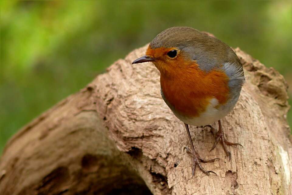 Bird foraging garden