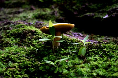 Forest, Macro, Details