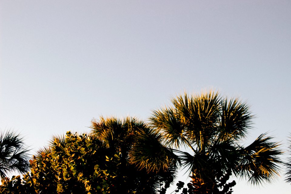 Tropical, Palm, Natural