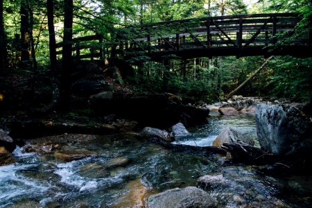 Bridge, Stream, Forest photo