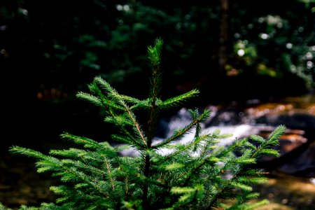 focus photography of green pine tree