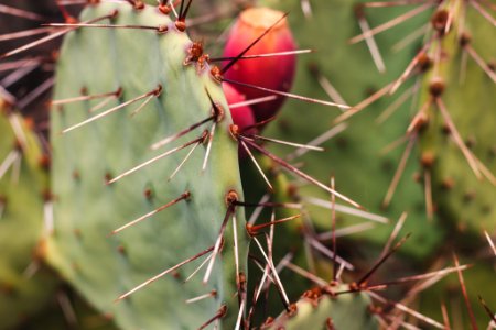 Alamogordo, Cactus