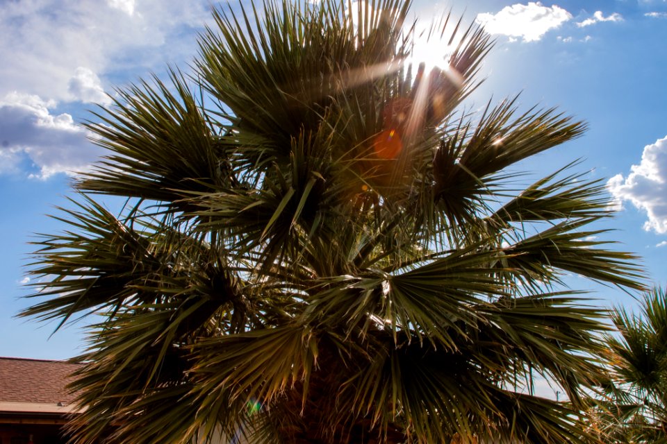 Alamogordo, Palm tree