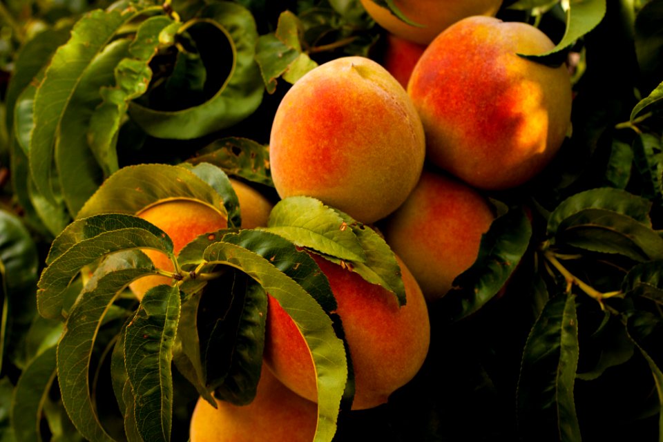 unharvested ripe peach fruits at daytime