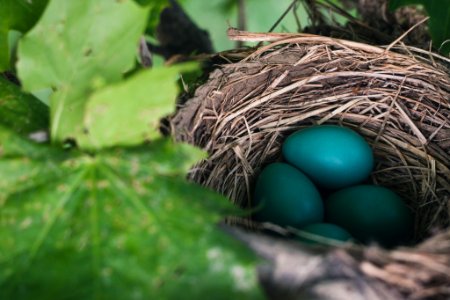 blue eggs on nest photo