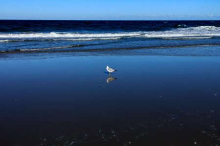 Shoreline, Seagull, Ocean