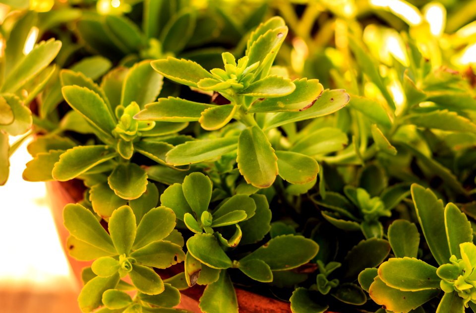Plant