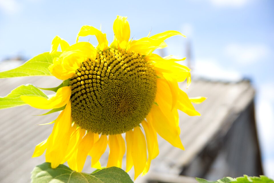 Flowers harvest huge flower