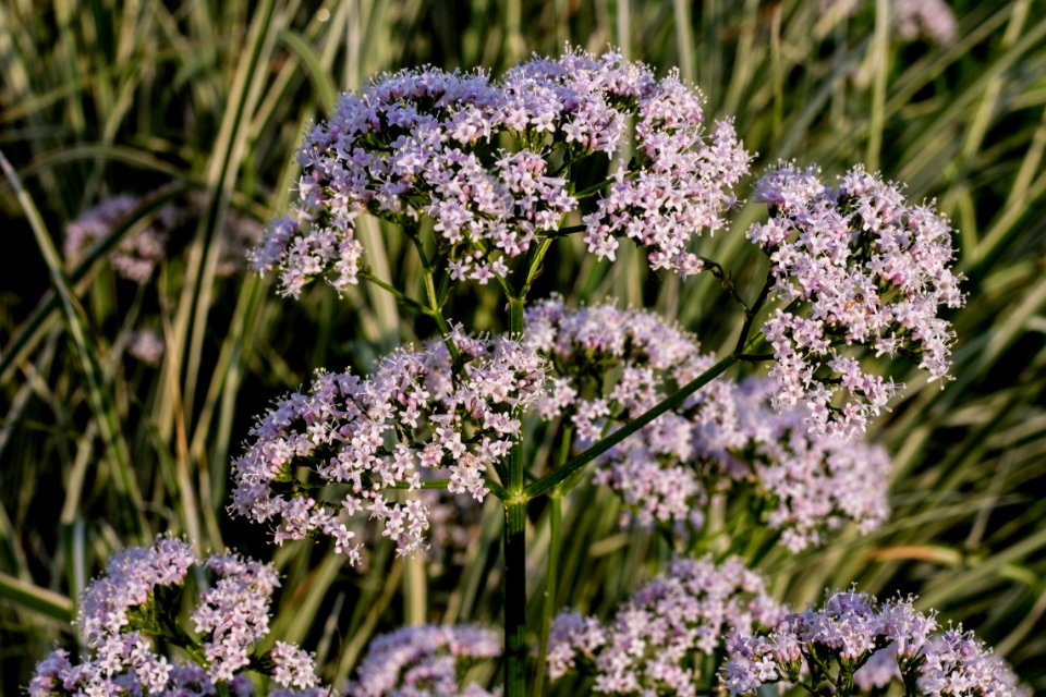 Centerville, United states, Flowers