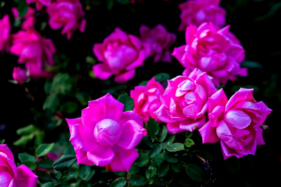 Flowers