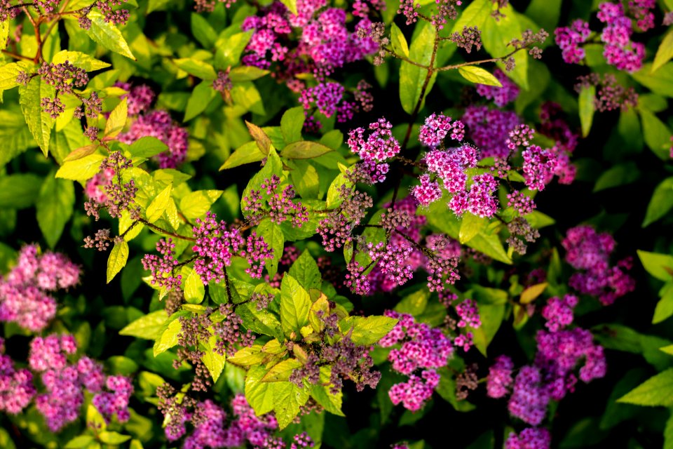 purple petaled flowers