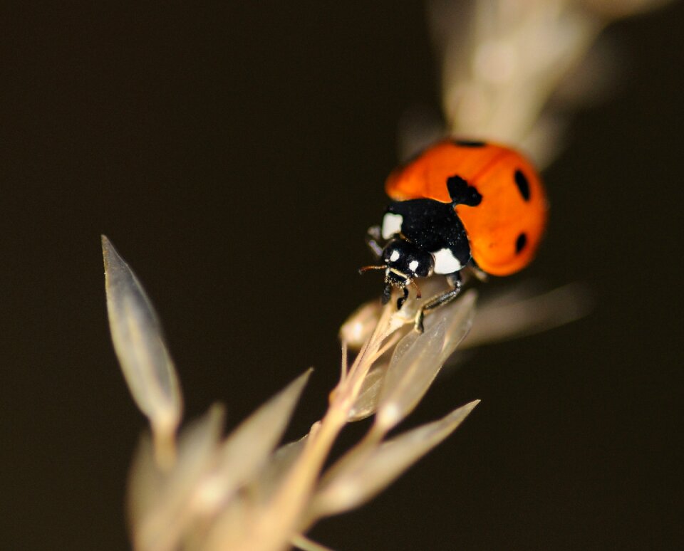 Ladybug insect macro