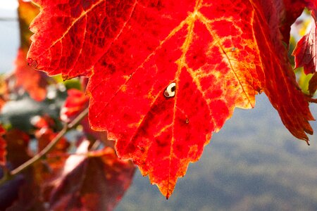 Vineyard plant autumn